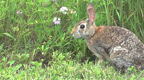 cottontail youtube